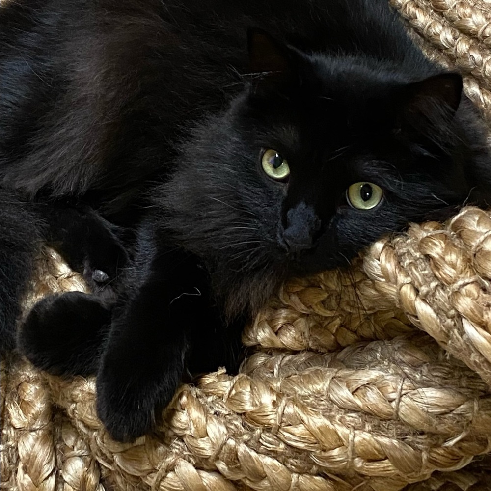 OUR ADORABLE UNA! 🐈⬛ - Picture 13 of 16